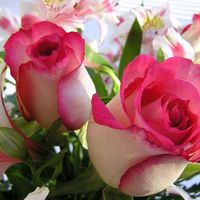 mramzan47362
