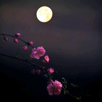 shaziya78652
