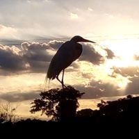 15bufalubill