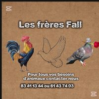 les_freres_fall