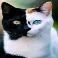beautifulanimal6